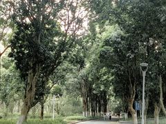 -东莞植物园
