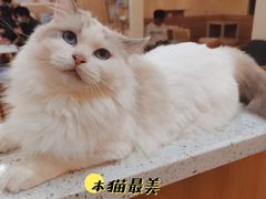 -滚猫咖啡·猫咖·猫友好撸猫(未来城店)