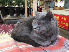 -万商花鸟市场