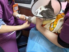 -创凡宠物医院·骨专科  猫科中心(西乡分院)