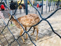 -长白岛森林公园