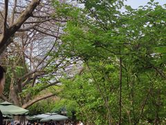 -望江楼公园