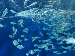 -上海海洋水族馆