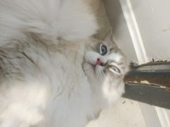 -怪兽屋·羊驼·猫咖·狗咖(俊华广场店)