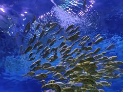 -上海海昌海洋公园