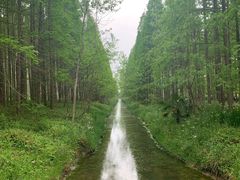 -黄海国家森林公园