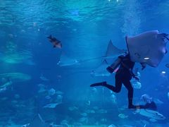 -烟台海昌鲸鲨海洋公园