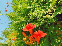 -海文实验幼儿园