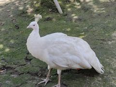 -哈尔滨北方森林动物园