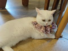 -猫咖时代(中山亭店)