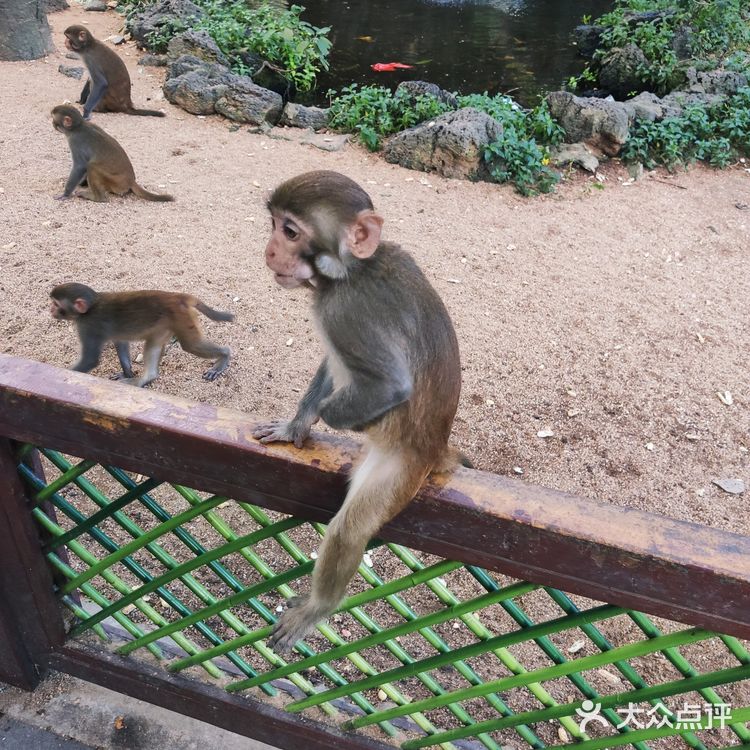 猴岛，万宁市陵水黎族自治县