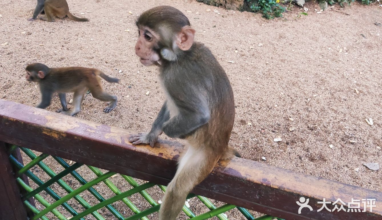 猴岛，万宁市陵水黎族自治县