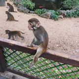 猴岛，万宁市陵水黎族自治县