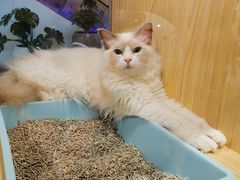-屋虎猫馆(宝安大仟里店)