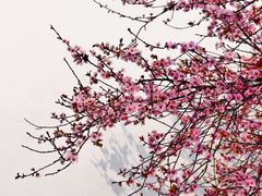 -八大山人梅湖景区