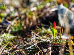 -白草畔自然风景区
