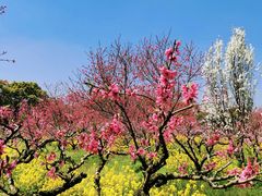 -南汇桃花村