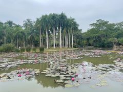 -中国科学院西双版纳热带植物园