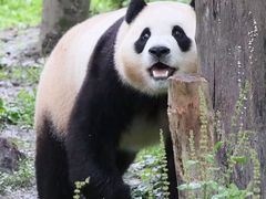 -卧龙中华大熊猫苑神树坪基地