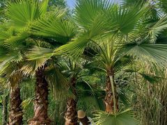 -桤木河湿地公园