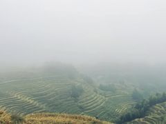 -紫鹊界梯田景区
