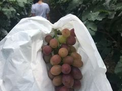 -马陆小张葡萄园农家乐