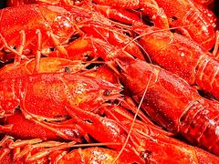 -一棠龙虾•王牌虾球(恒隆广场店)