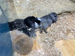 -龟与熊猫宠物公园(南坪店)