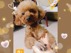 -瑞派旺宝宠物医院·犬猫全科综合·尿道专科(莲兴院)