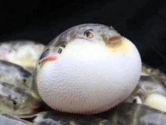 -莆鑫海鲜城(浏河店)