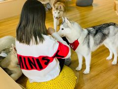 -Husky Go! 哈士奇体验馆·宠物咖啡厅狗咖