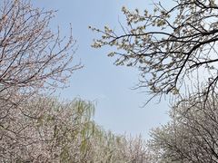 -桃花堤公园
