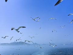 -海驴岛(荣成市)