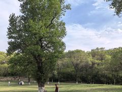 -高尔山公园