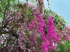 -深圳国际园林花卉博览园