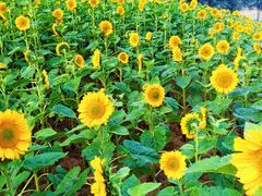 -长白岛森林公园