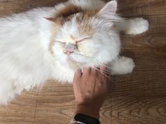-猫的茶·猫咖