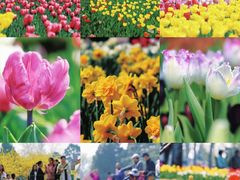 -北京国际鲜花港