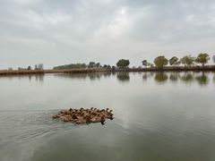 -野鸭湖国家湿地公园