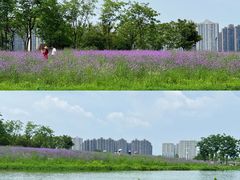 -洋湖国家湿地公园