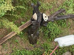 -广州长隆野生动物世界