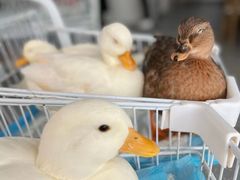-共舞时光猫咖·狗咖(新街口店)