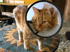 -猫猫幼稚园·撸猫·桌游·电玩