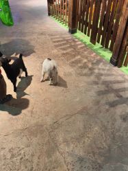 -酷嗒动物文化乐园(cutezoo西溪乐天城店)