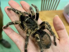 -藦茜花园宠物主题亲子互动体验馆(国顺东路店)