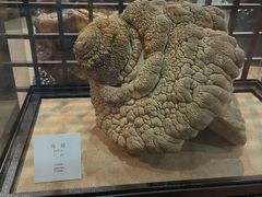 -烟台自然博物馆