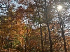 -上海海湾国家森林公园