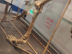 -北京周口店北京人遗址博物馆
