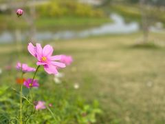 -花开海上生态园