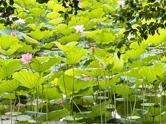 -荔湾湖公园